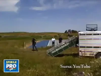 Ca sa protejeze mediul, GOOGLE a adus 200 de capre sa tunda gazonul!