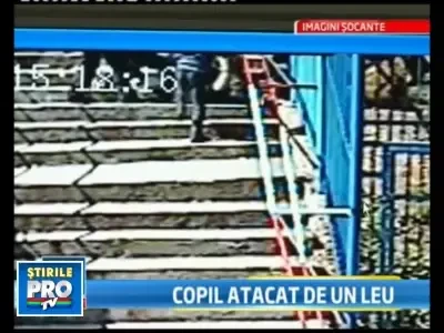 Copil de 6 ani, sfasiat de leu la gradina zoologica din Brasov