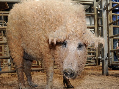 O fi porc sau oaie? Clar e un PORC cu LANA!