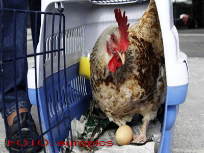 INCREDIBIL! Un cocos face oua dupa ce i-a mancat vulpea toate gainile!