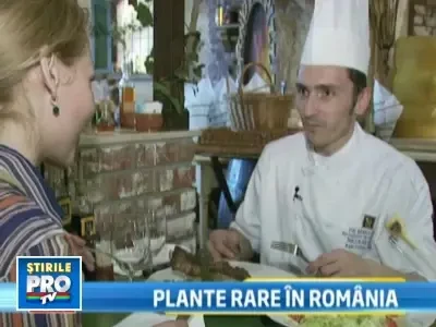 Romania a ramas si fara culturile de plante medicinale