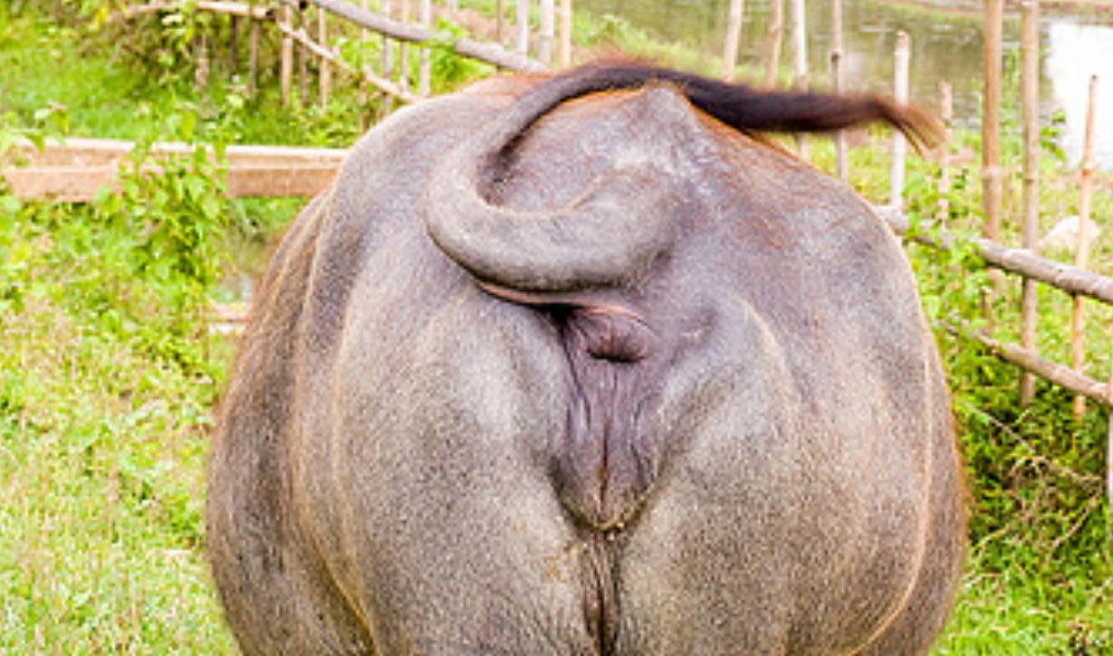 La coada vacii! Obligati sa masoare emisiile de gaz...ale cornutelor