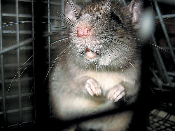 Fetita de 8 zile, muscata de fata de un sobolan!