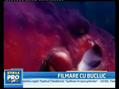 Cat pe ce sa ramana fara camera video! O caracatita pusese ochii pe aparat