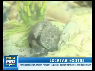 Biologii marini au descoperit ca si crabii sau crevetii migreaza! Afla cum!