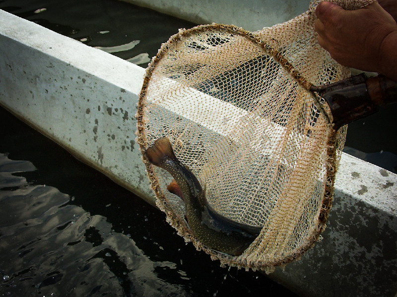 Poluare masiva. 15 tone de pesti morti in pastravariile din Prejmer