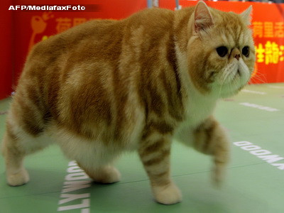 Cafeneaua iubitorilor de pisici! Numai in Japonia