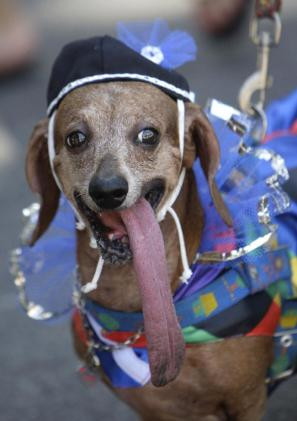 Isi arata talentul de pictori pe blana animalelor