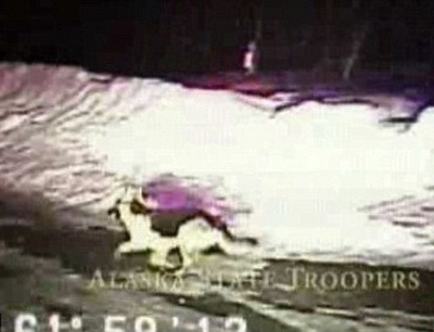 Devotament extrem. Un caine salveaza casa stapanului de la incendiu