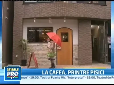 Cea mai linistita dupa-amiaza? La cafeneaua cu pisici care torc!