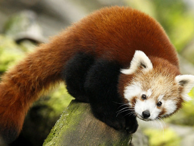 Cei mai draguti puiuti de panda rosu!