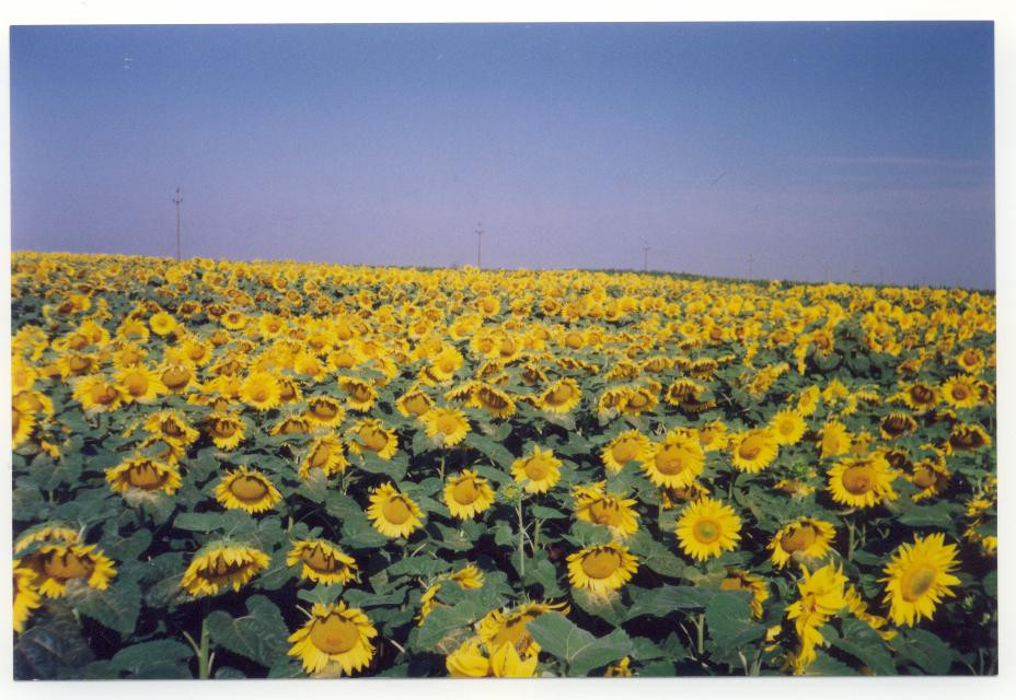 Persoanele cu dizabilitati din Timis, lucratori in cultura plantelor. Vor urma cursuri de calificare