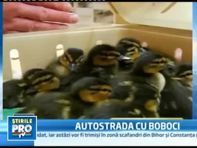 Bunul samaritean in trafic: a salvat 14 ratuste de la moarte sigura!