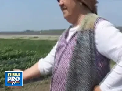 Ogoarele din Romania au devenit "orezarii"! Multe recolte, compromise