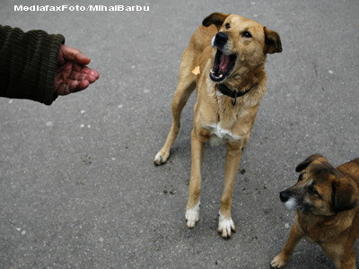 Masacru in Arges: caini furati din curti, omorati si aruncati in rapa