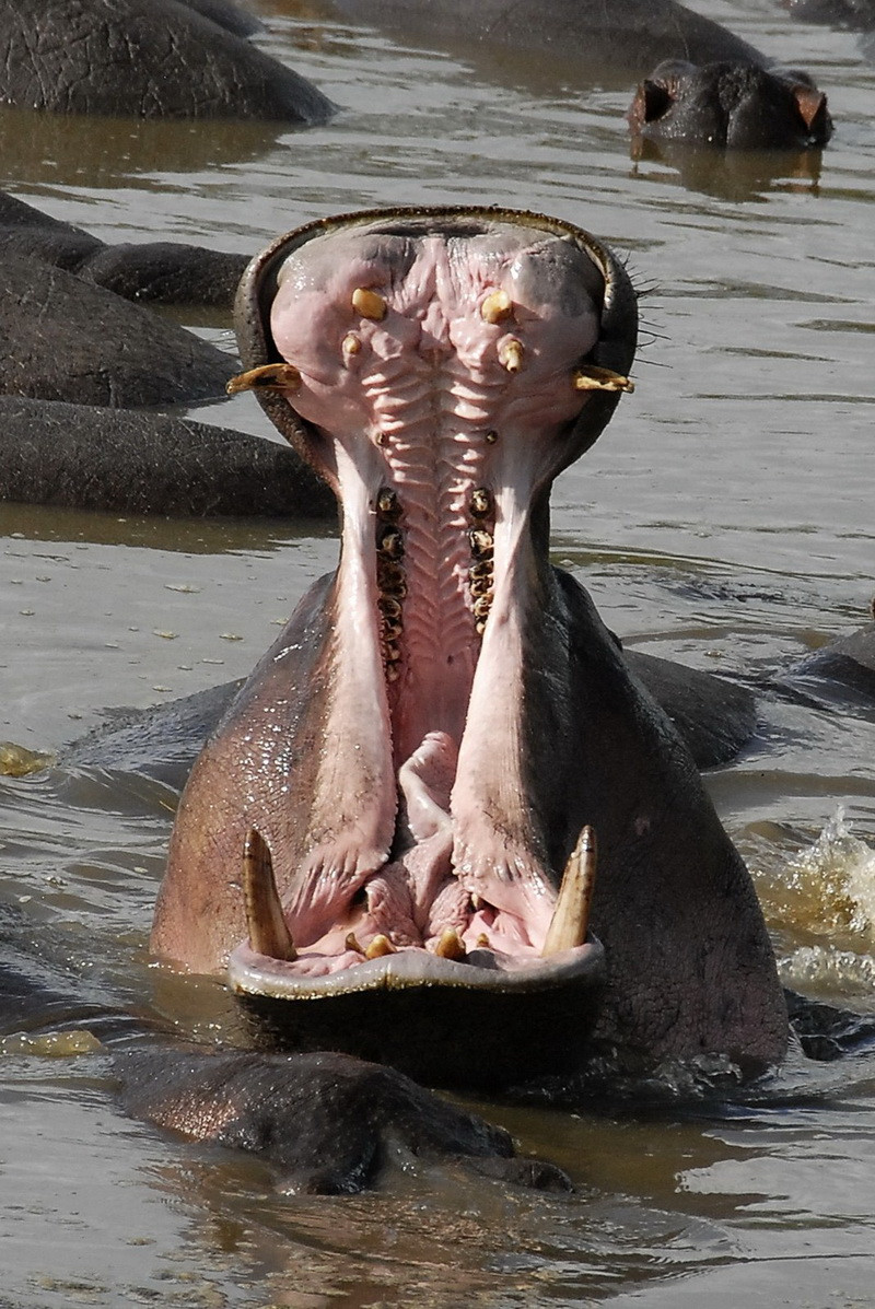 Hipopotam