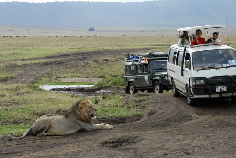 Leul si turistii