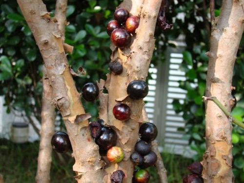 Jabuticaba sau arborele de struguri. Il gasesti in jungla amazoniana