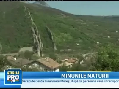 Doi capaci intr-unul! Nucul-soc face senzatie printre vecinii bulgari!