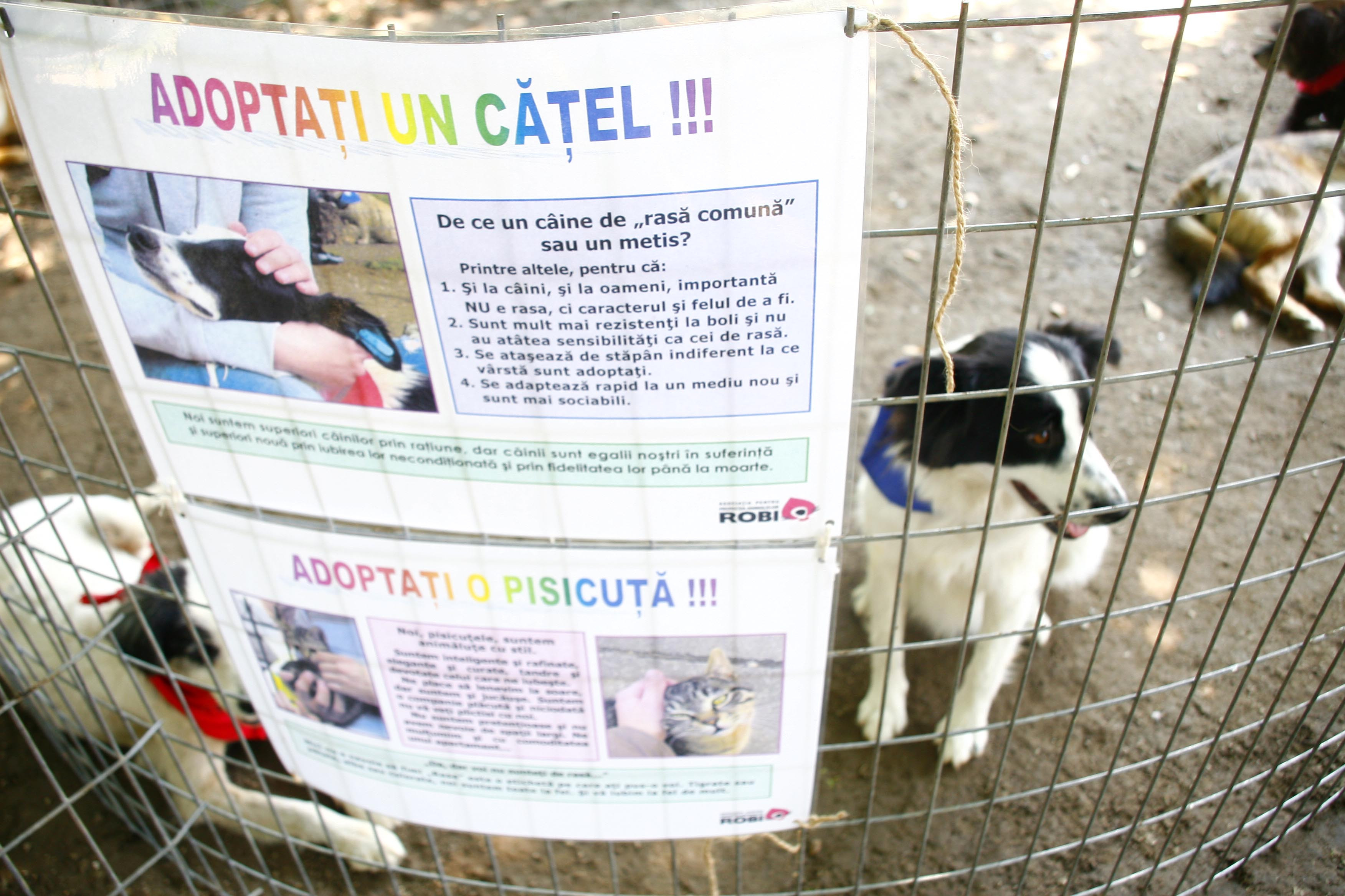 Iubesti cainii vagabonzi din Bucuresti? Ai putea sa adopti!