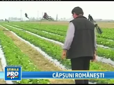 Capsuna romana bate concurenta spaniola si italiana