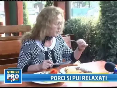 Nu mai stresati porcii si gainile! Se altereaza carnea!