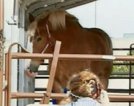Salvare cu peripetii in Palm Beach. Un cal orb si batran a cazut intr-o piscina
