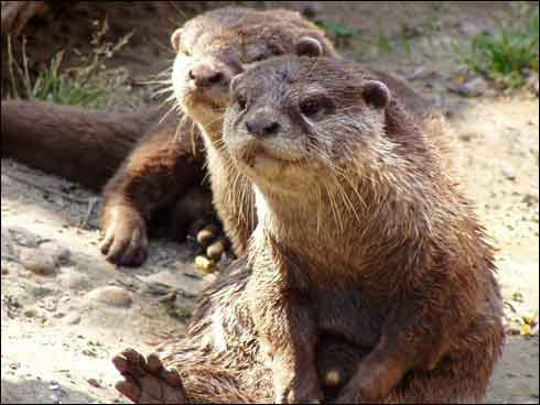 Fara inhibitii! Doi pui de vidra, vedetele unui gradini zoologice din SUA!