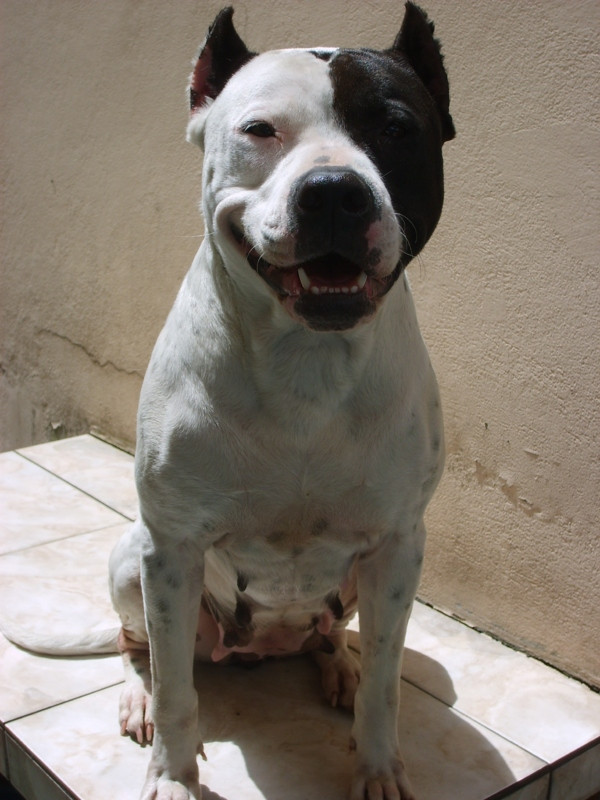 Caine blocat 2 zile pe o autostrada din SUA! A pus pe jar politistii