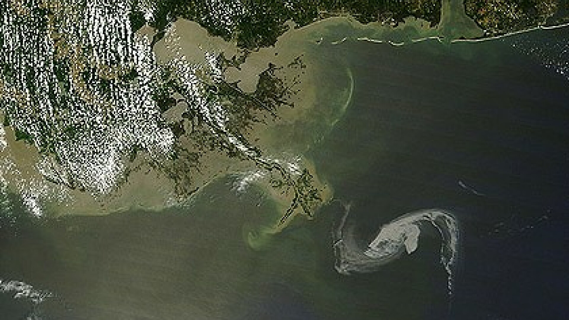 Animale de companie, abandonate din cauza petei de petrol din Golful Mexic