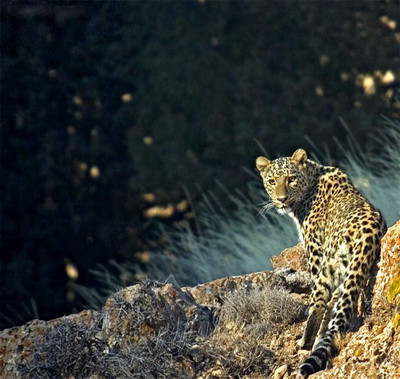 Vladimir Putin, in compania leoparzilor!