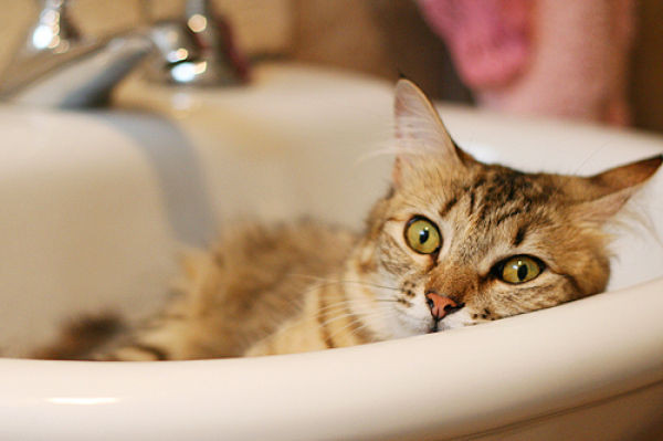 Ingrozitor! Au omorat o pisica, pentru ca le-a intrat in casa