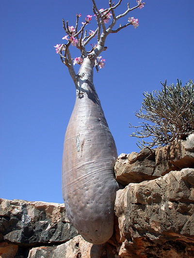 Insula Socotra 4