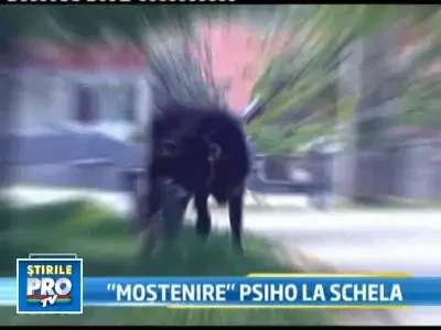 Vacile, innebunite dupa muzica psihedelica.Dau mai mult lapte, spun oamenii