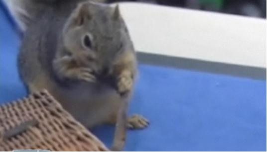 Ea este Gracie, cea mai fotogenica veverita din lume...