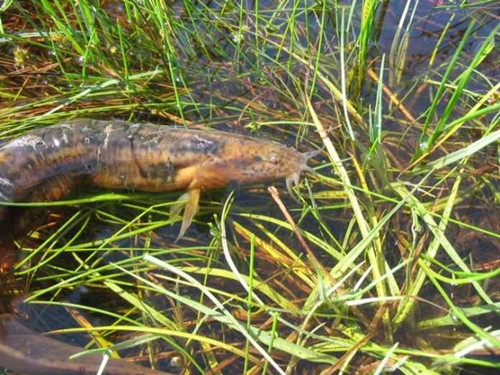 I-au varat un tipar viu in anus! Gluma cu final tragic in China!