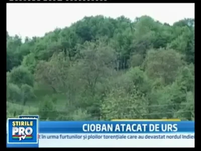 S-a batut cu o ursoaica, sa isi scape oile