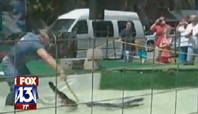 SOCANT! A ramas fara brat dupa ce s-a luptat cu un ALIGATOR! VIDEO