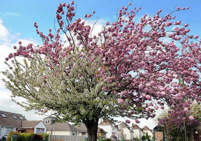 Ciresul care a inflorit in doua culori: alb si roz!