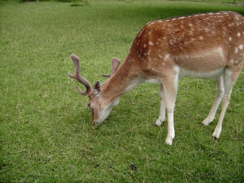 Ghinion curat! Un cerb a ramas intepenit intre 2 stalpi de metal