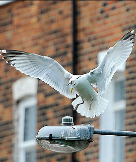 Celula de criza in Capitala. Cinci pescarusi gasiti morti pe malul lacului Grivita, depistati cu gripa aviara
