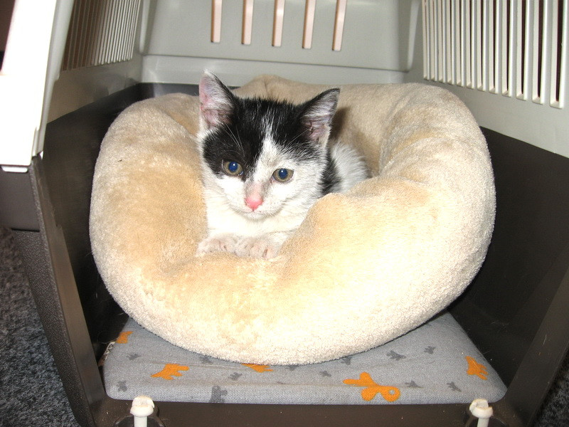 Ma iei acasa? Clara, o pisicuta de aproape trei luni, are nevoie de tine!