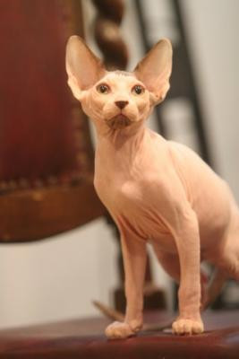 Dependenta de podoaba capilara a stapanului! Cine? Pisica fara par