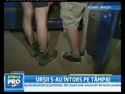 S-au urcat pe literele care compun numele Brasovului, de frica ursilor!