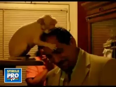 Dependenta de podoaba capilara a stapanului! Cine? Pisica fara par