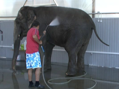 Cu elefantul la curatat! La o spalatorie de masini din Targu-Jiu!