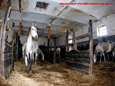 Au venit tocmai din Olanda ca sa ajute la ingrijirea cailor din Fierbinti