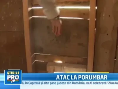 Ce se mai fura prin Romania? Porumbei de 10.000 de lei