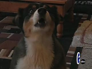 El este Sydnee, catelul care numara pana la 10!