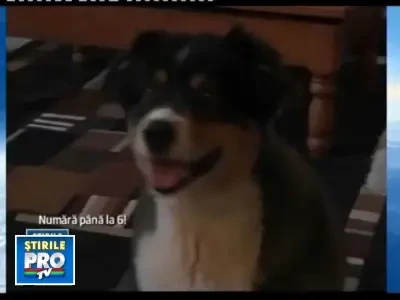 El este Sydnee, catelul care numara pana la 10!